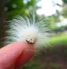 Look It S Albert Einstein Reincarnated As A Caterpillar Beautiful Bugs Cool Insects Moth Caterpillar