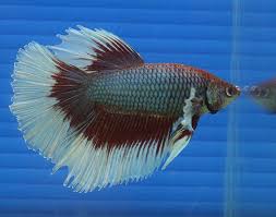 Glass Surfing Why Do Fish Swim Up And Down The Glass Betta Fish Tank Betta Fish Betta