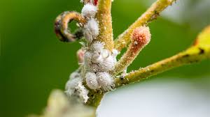 Even more important, the plant will soak the neem up through its roots where it will act as a systemic insecticide, poisoning any bug that attacks the plant without harming bees or other beneficial insects. How To Get Rid Of Mealybugs On Your Plants Or In Your Soil