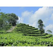 Di kompleks perbukitan menoreh yang berada di kabupaten. Nikmati Wisata Alam Kebun Teh Nglinggo Dan Grojogan Watu Jonggol Cv Tugu Rent Car