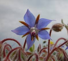 Image result for Borago officinalis