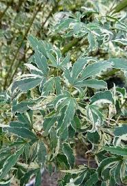 Noted for its spectacular variegated foliage, acer negundo 'variegatum' (variegated box elder) is a large deciduous tree of upright habit with a. Variegated Acers Variegated Acer Palmatum Paramount Plants