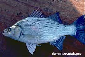 When do bass spawn in wisconsin. Fishing White Bass During The Spring Run When How These Fish Spawn Bass Pro Shops
