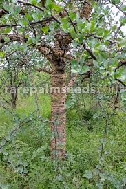 Image result for Commiphora viminea
