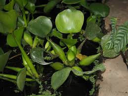 Image result for Pontederia crassipes