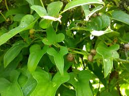 Image result for Polystachya virginea