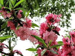Image result for Prunus persica