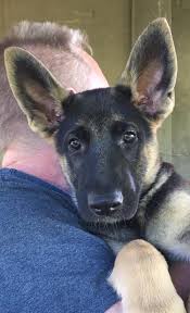 It is known for its fearlessness but it is by no means hostile or aggressive. German Shepherd Puppies In Nj Home Facebook