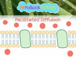 Diffusion Facilitated Diffusion Active Transport Movement Across The Cell Membrane Facilitated Diffusion Cell Membrane Cell Transport