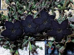 Image result for Tridentea