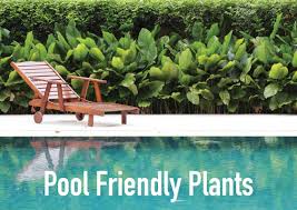 What To Plant Around A Swimming Pool Albatross Swimming Pools