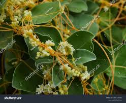 Image result for Cuscuta australis