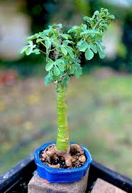 Image result for Adenia glauca