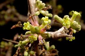 Image result for Commiphora mossambicensis