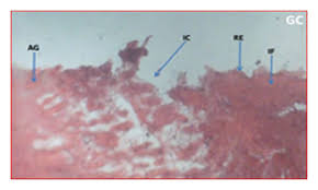 Image result for Strophanthus welwitschii