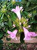 Image result for Barleria holubii