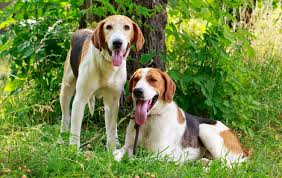 The french tricolour hound was only recognised as a breed in 1957, making it the youngest of all french hounds. Grand Anglo Francais Steckbrief Charakter Wesen Und Haltung