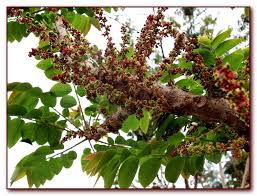 Image result for Phyllanthus acidus
