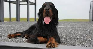 All gordon setter puppies are. Gordon Setter Dog Breed Information