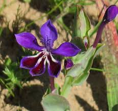 Image result for Lapeirousia