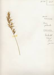 Image result for Aeollanthus pubescens