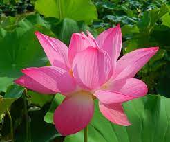Top 10 Biggest Flowers In The World Pictures Pickytop