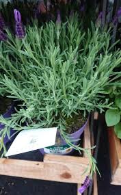 A potted or container grown plant with yellowing foliage could indicate too much or too little nitrogen. Why Is My Lavender Plant Wilting How To Solve It Gardener Report
