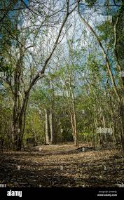 Image result for Brachystegia manga