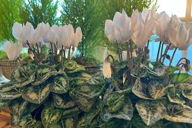 Image result for eustoma maurine