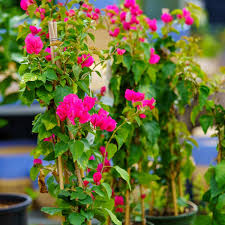 Image result for Bougainvillea