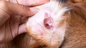 Image result for abscess dog's ear flap