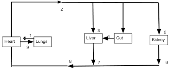 Blood vessels are intricate networks of hollow tubes that transport blood throughout the entire body. The Following Simple Diagram Refers To The Outline Class 11 Biology Cbse
