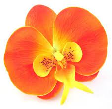 10x Large Orange Butterfly Orchids Heads 3 75 Fabric Phalaenopsis Artificial Flower Silk Flower Wedding Decoration Floral Supplies Wholesale Orange Orchid Phalaenopsis Orchid