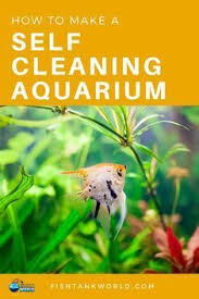 Self Cleaning Aquarium How To Make A Self Sustaining Aquarium In 2019 Self Cleaning Fish Tank Fresh Water Fish Tank Tropical Fish Aquarium