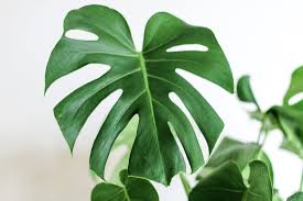 Image result for Monstera