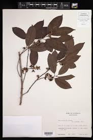 Image result for Peraceae