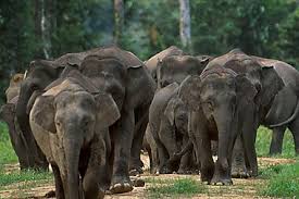 World wildlife fund malaysia (conservation). Was Gibt Es In Kanchanaburi Zu Sehen Sygic Travel