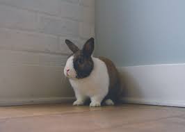 Rabbits may be easy to love, but they're not quite as easy to care for. Does My Rabbit Hate Me How To Be Friends With Your Bunny Pethelpful By Fellow Animal Lovers And Experts