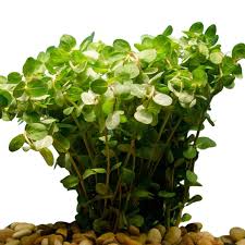 Image result for Rotala
