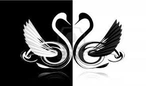 Black And White Swan Black And White Swans In Love Black Swan Tattoo Swan Tattoo Swans Art