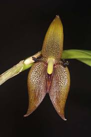 Image result for Bulbophyllum vulcanicum
