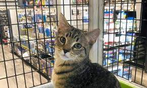 Rated #1 pet services adpotion, rehoming, transportion and in house pet home care. 5 Fluffy Felines To Adopt Now In Orlando