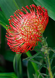 Image result for Kleinia abyssinica