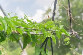 Image result for Telosma