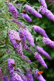 Maybe you would like to learn more about one of these? Grow Your Secret Garden Fragrant Butterfly Bush Buddleia Davidii 50 Seeds Amazon Co Uk Garden Outdoors