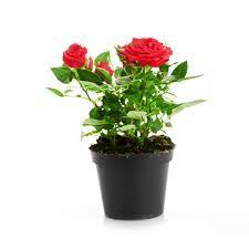 Tree roses are not trained roses. they are a grafted product of three different types of rose. Potted Rose Bush Losing It S Leaves Thriftyfun