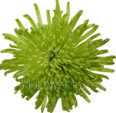 We did not find results for: Green Spider Mums Green Anastasia Wholesale Flowers Online Wholesale Flowers Wholesale Flowers Online Green Wedding Flowers