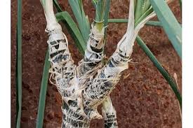 Image result for Trachyandra saltii