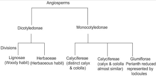 Classification Of Flowering Plants Different Types Of Flowers Artificial