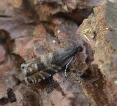 Image result for Cydia strobilella